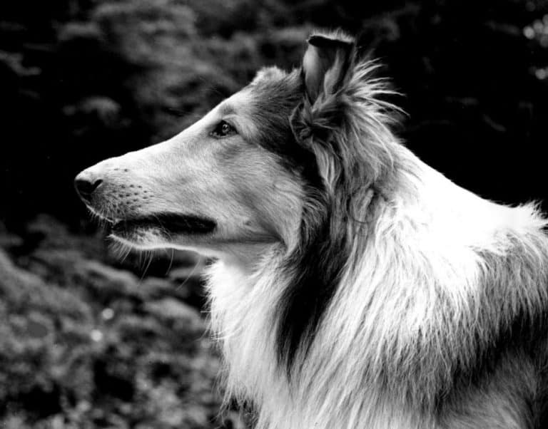 Lassie the Rough Collie dog breed