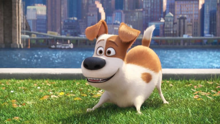 Max, the Terrier Mix breed secret life of pets