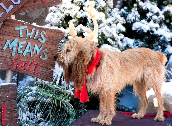 Max, the terrier mix breed grinch