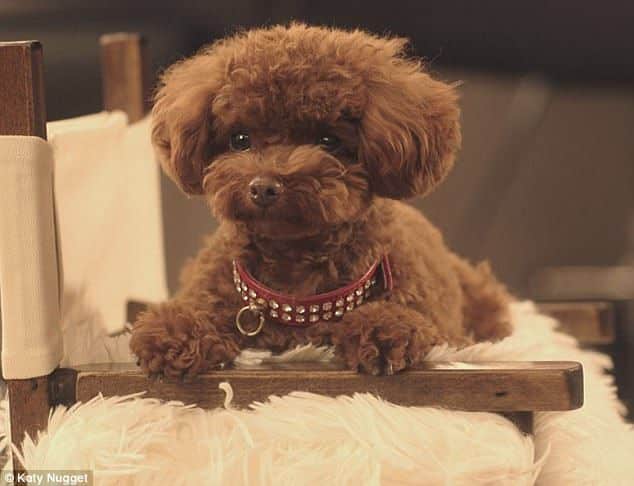 Nugget, The Teacup Poodle breed katy perry