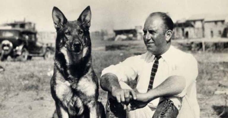 Rin Tin Tin, a German Shepherd breed