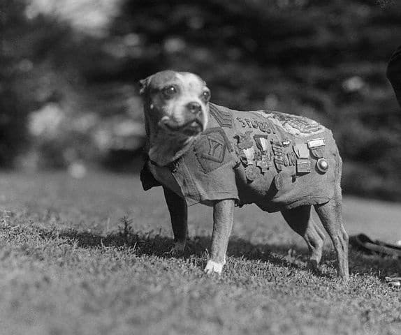 Sergeant Stubby the Terrier Mix