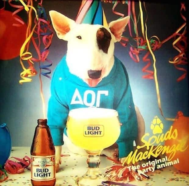 Spuds Mackenzie the Bull Terrier dog breed