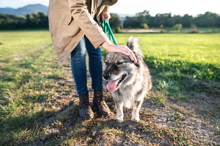 Tree of Life Seeds CBD Pet Products