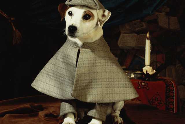 Wishbone the Jack Russell Terrier dog breed 2