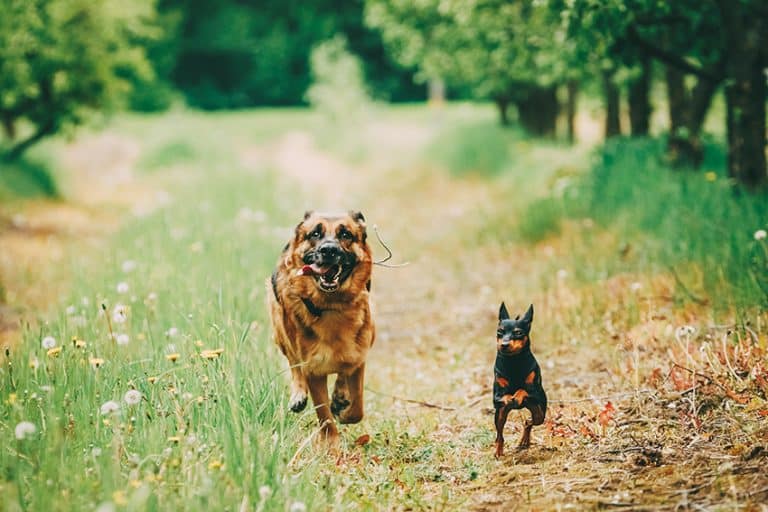 is rubber mulch bad for dogs