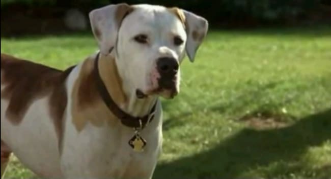 chance the american bulldog breed in homeward bound