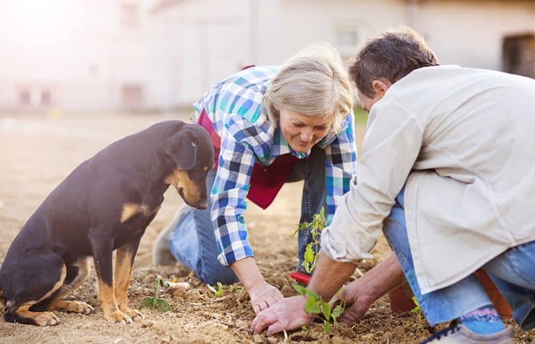 is rubber mulch bad for dogs