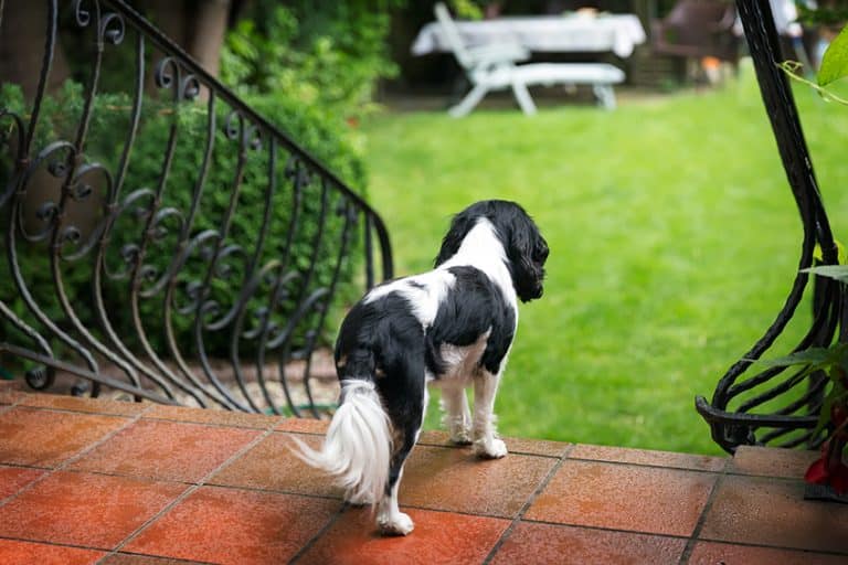 is rubber mulch bad for dogs