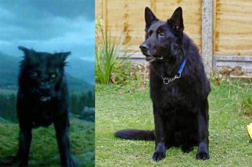 sirius black Padfoot the Scottish Deerhound breed