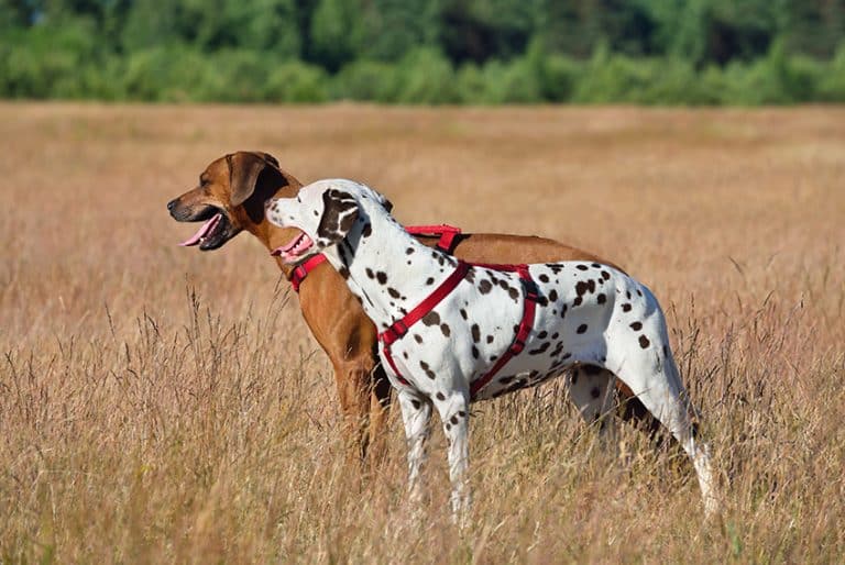 Can All Dogs Run With You?