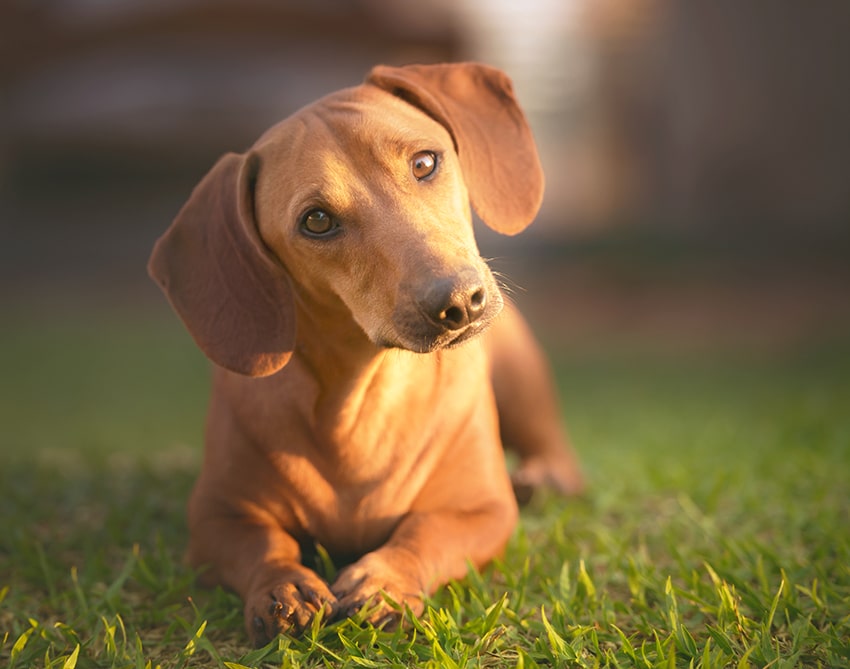 Image showcasing What fido tries to tell you? 100 Dog Behaviors you must know!