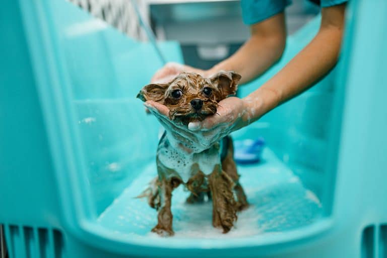 hot spot shampoo for dogs