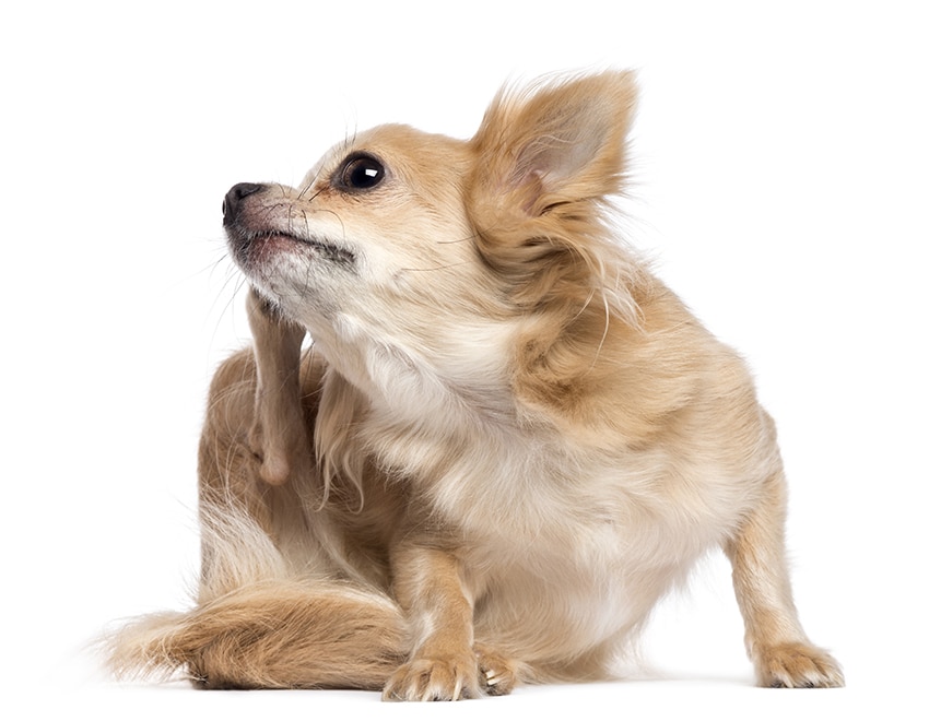 PetArmor Plus Vs Frontline Plus For Dogs We Asked A Vet petarmor-plus-vs-frontline-plus-for-dogs-we-asked-a-vet