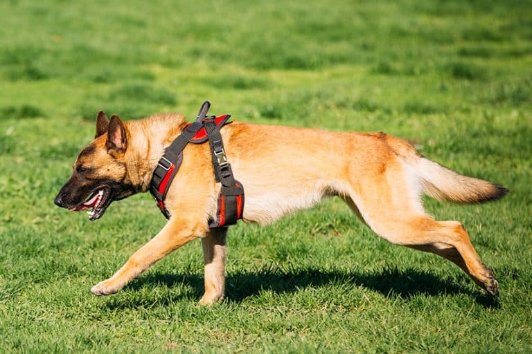 best dog running harness