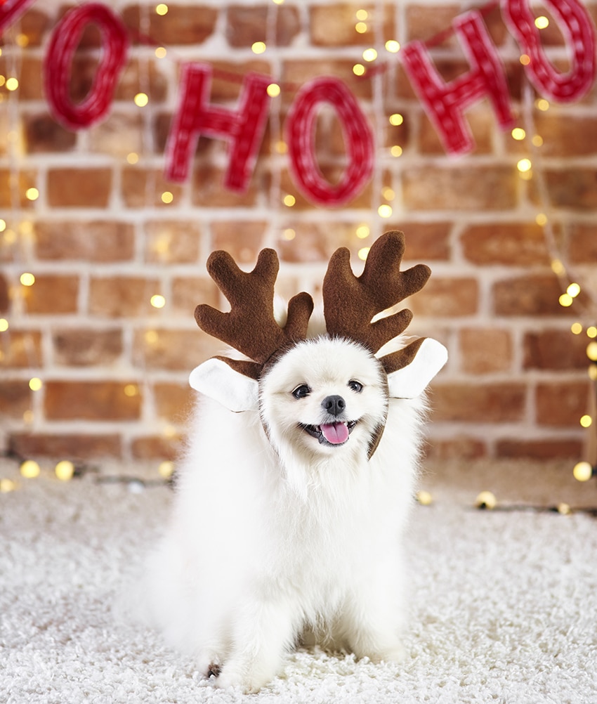 BINGPET Dog Christmas Sweater Puppy Xmas Reindeer Knitwear Sweater Dog Pet Winter Warm Cloth Holiday Sweater