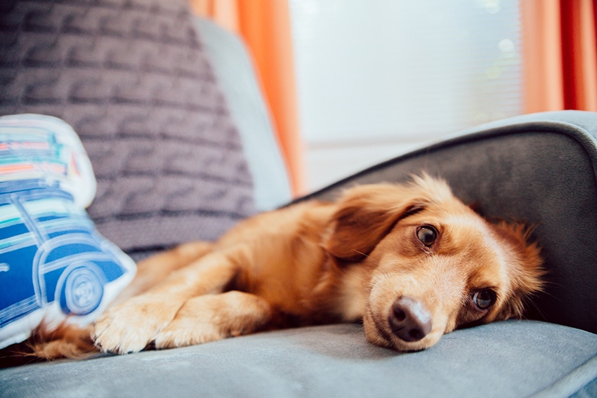 26 Best Dog Foods With Glucosamine Dry Food, Canned & Treats