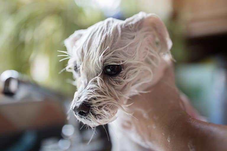 Can You Put Vaseline On A Dog S Hot Spot 10 Best Hot Spot Shampoos For Dogs We Asked A Vet