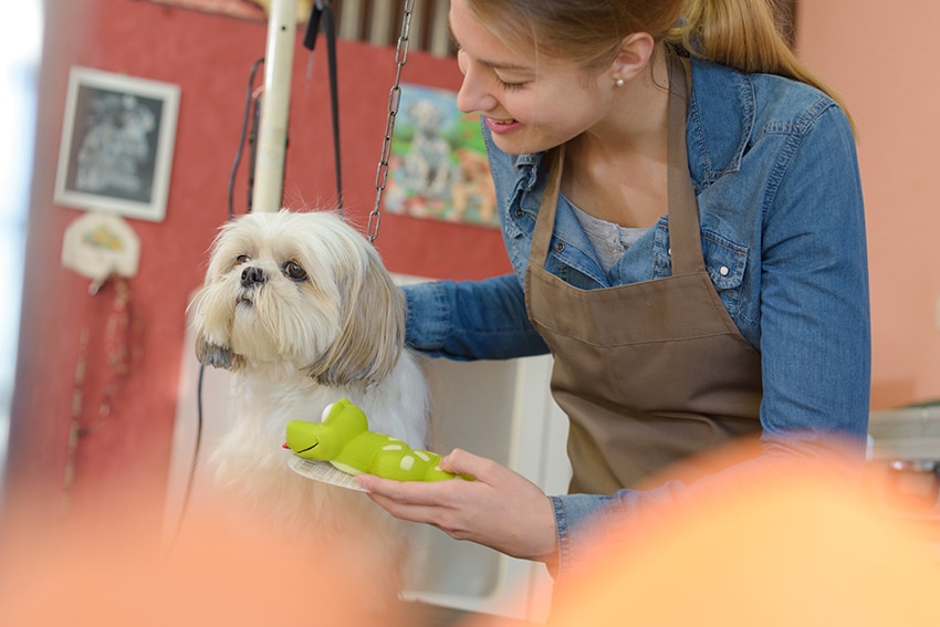 18 Best Dog Detangler Sprays Furfect for Matted Hair & Fur