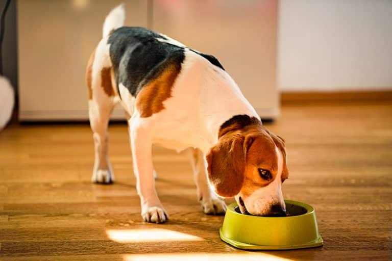 Evaluate Your Dog’s Diet