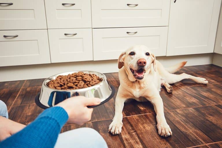 Feed Your Pup Frequently