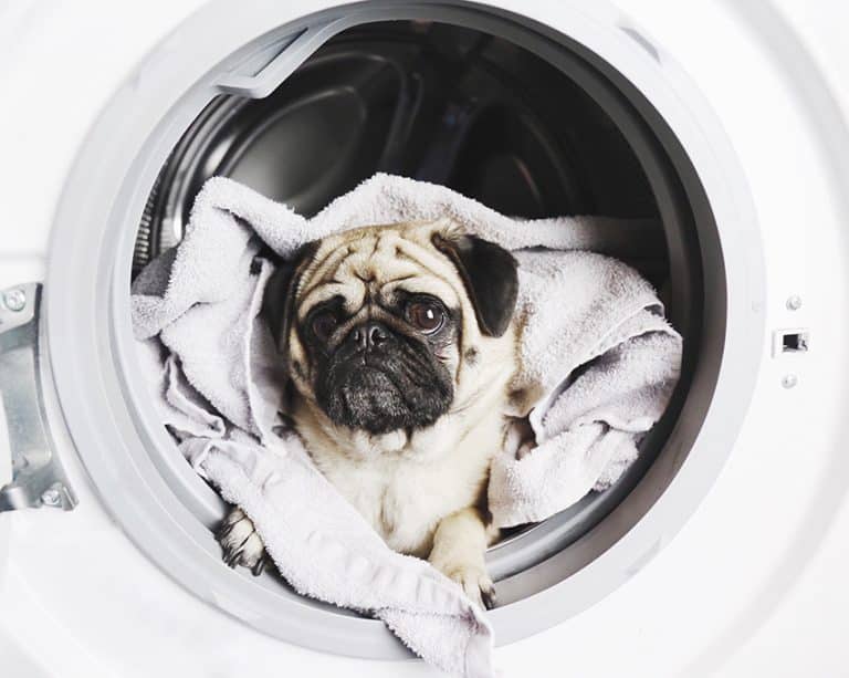 Pet-Safe Essential Oils for Fresh Laundry