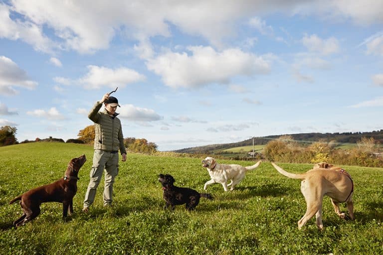 Set Up Doggie Day Care