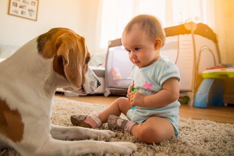 Teach Your Child How to Interact Properly With Your Dog