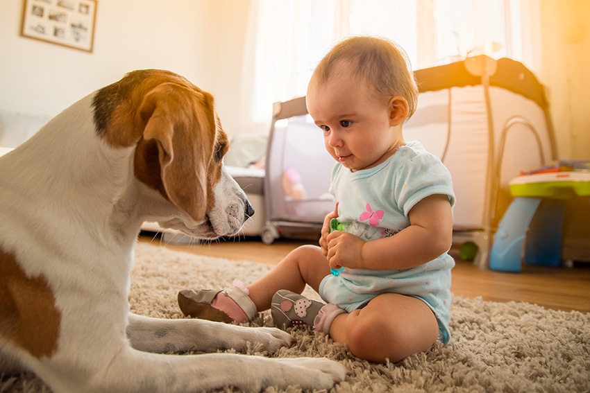 30 Essential Tips to Prepare & Introduce Your Dog to a Baby