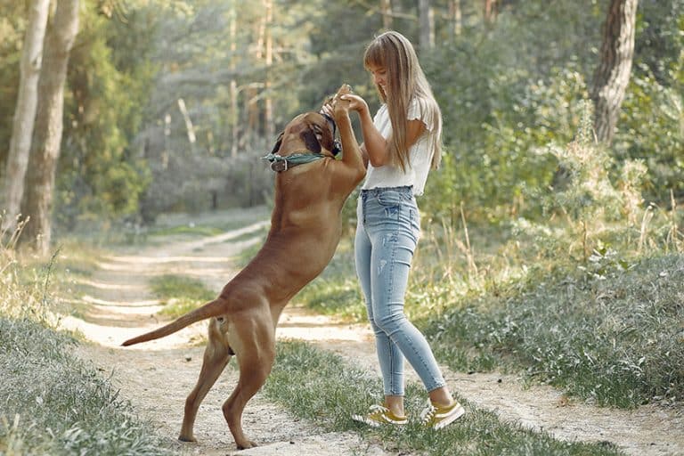 best chew proof dog collar