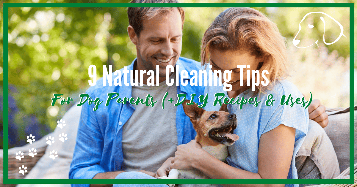 house cleaning tips for dog owners