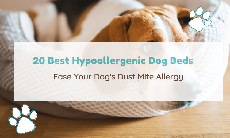 hypoallergenic dog beds