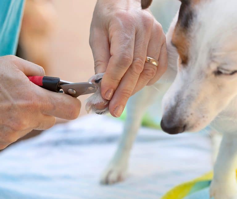 learn how to trim your pups nails