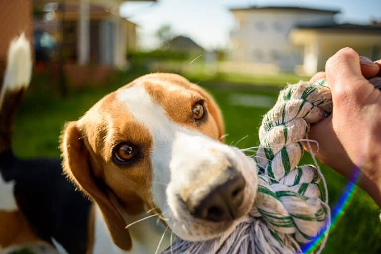 make diy dog toys