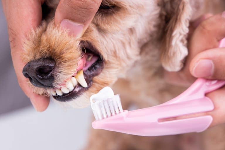 practice oral hygiene