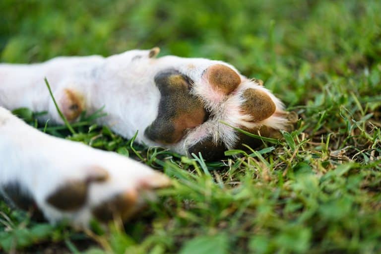 practice paw hygiene