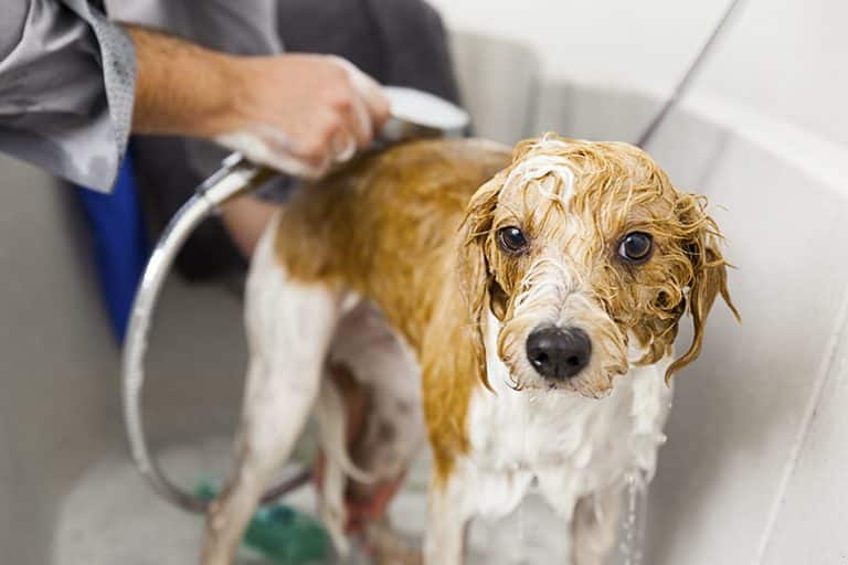 skip the groomer - bathe fido at home