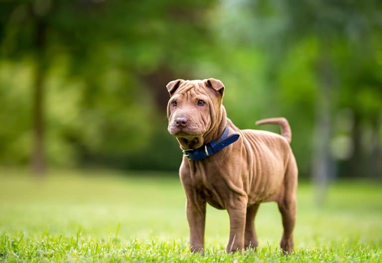 chew proof dog collar