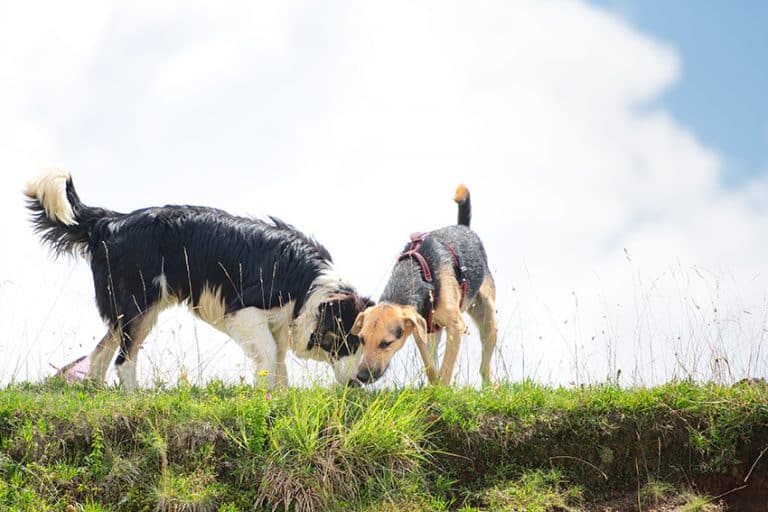 what if one dog chews your other dogs collar