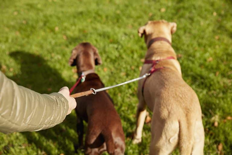 Leash Chewing - The Problem and Some Solutions