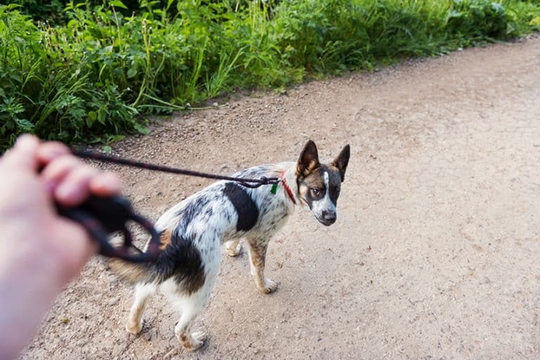 best chew proof dog leash