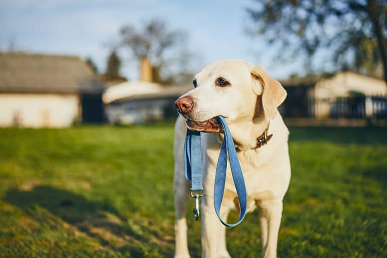 unchewable dog leash