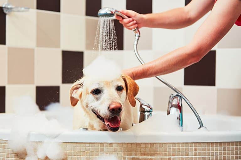 best dog shampoo for shedding