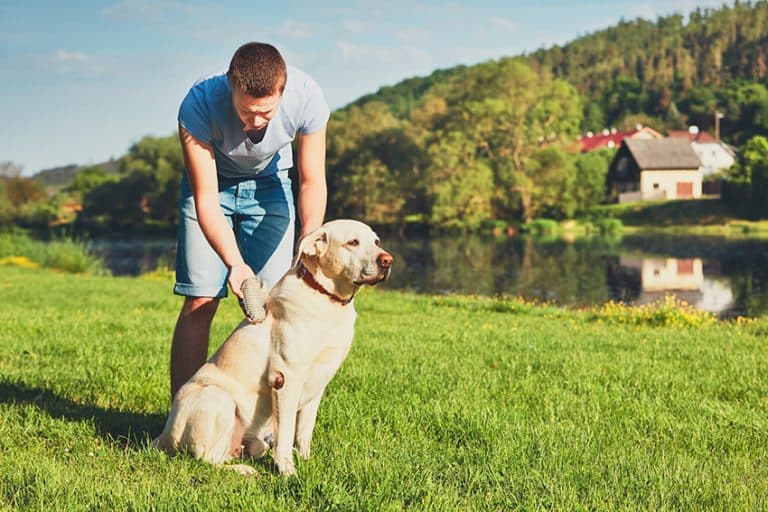 does dog shedding shampoos really work