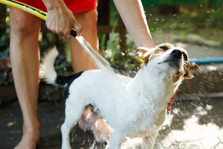 tips for keeping your dog’s house cool in the summer