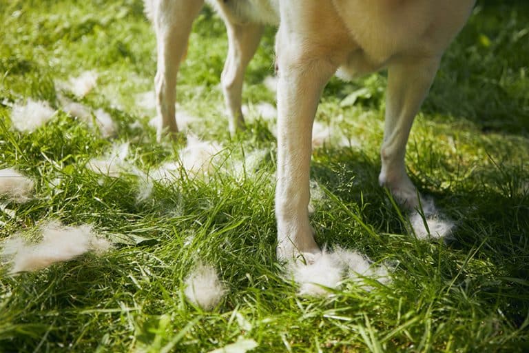 top 12 dog shampoos for shedding