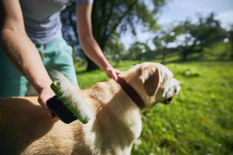 why dogs shed and how to deal with it