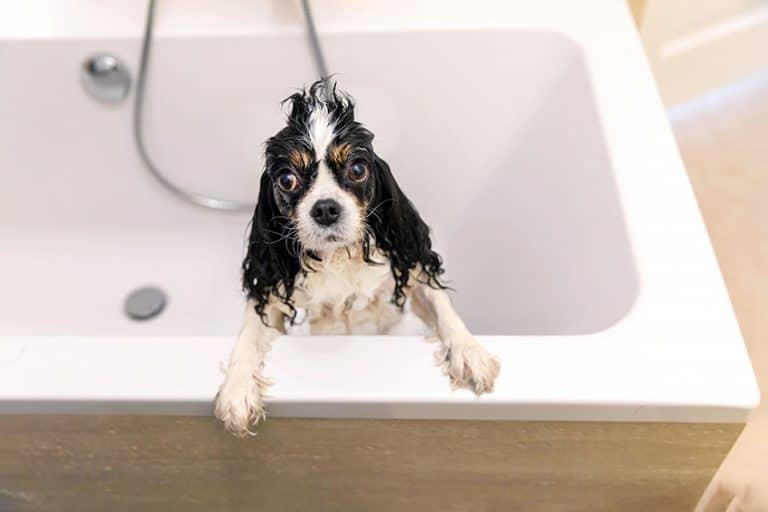 best organic dog shampoo