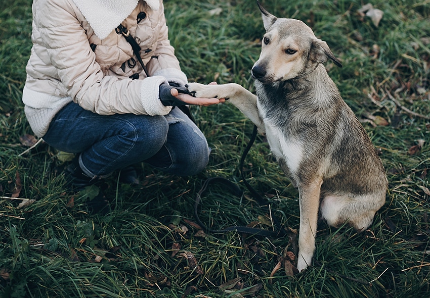 how do you prevent joint problems in dogs