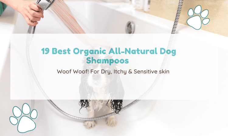 19 Best Organic All Natural Dog Shampoos